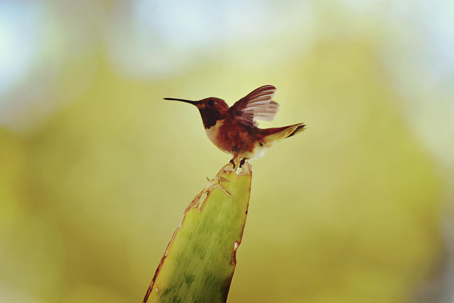 Balancing Act Hummingbird on Snake Plant Photograph by Gaby Ethington