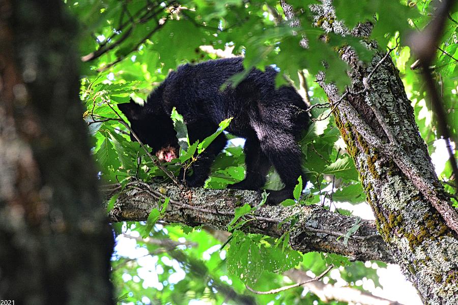 Balancing Baby Black Bear Photograph by Lisa Wooten - Fine Art America