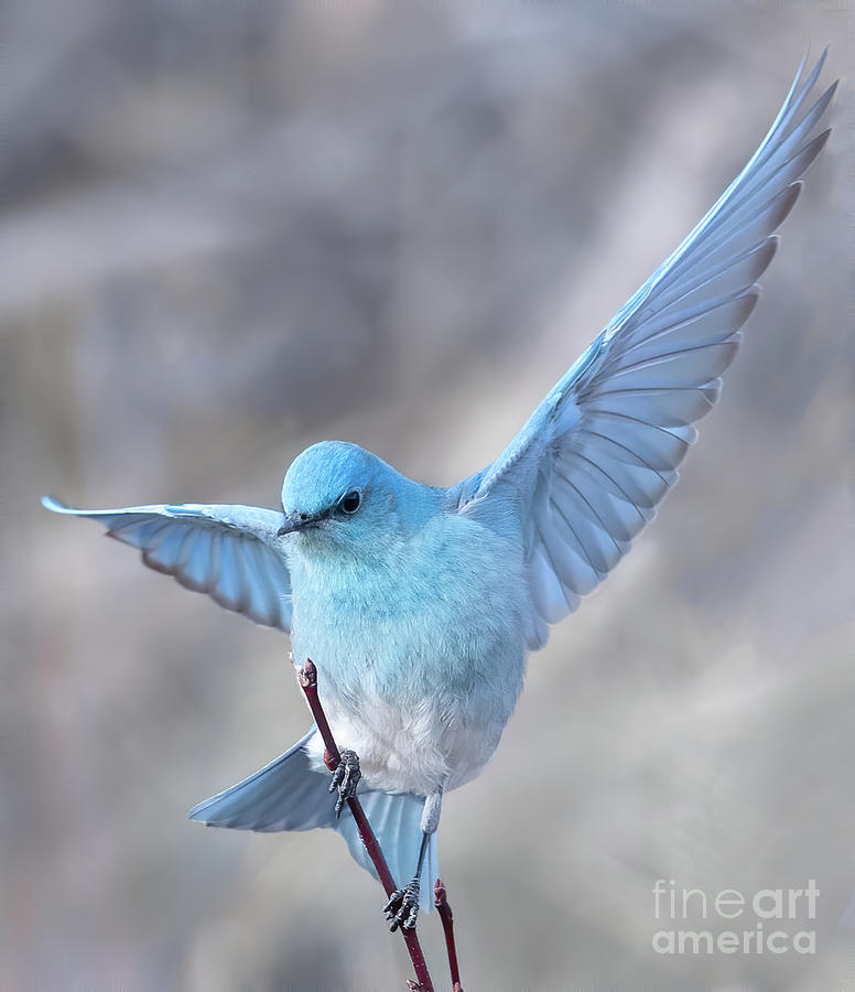 Balancing Bluebird Photograph by Brad Schwarm
