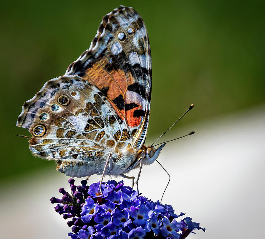 balancing-butterfly-photograph-by-angie-mossburg