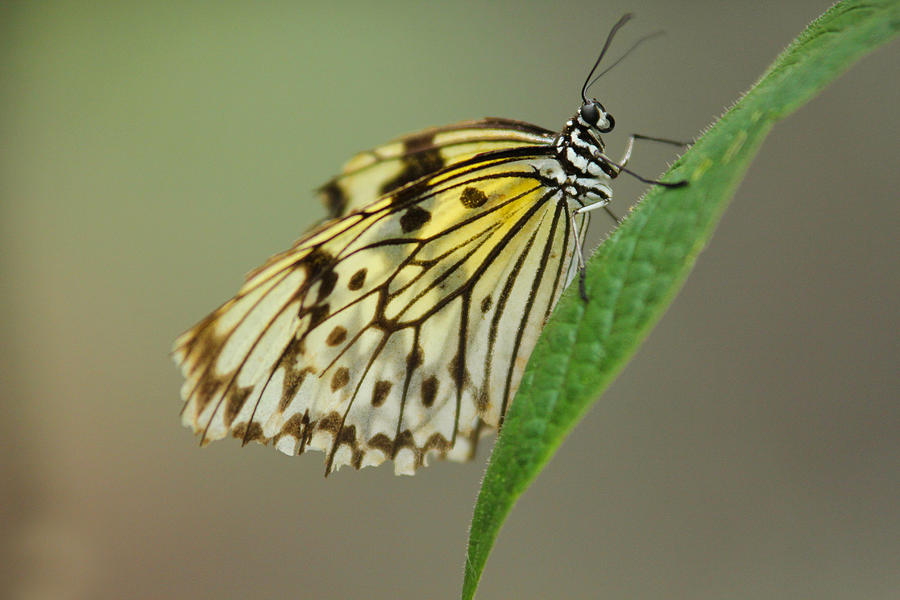 Balancing Butterfly Photograph