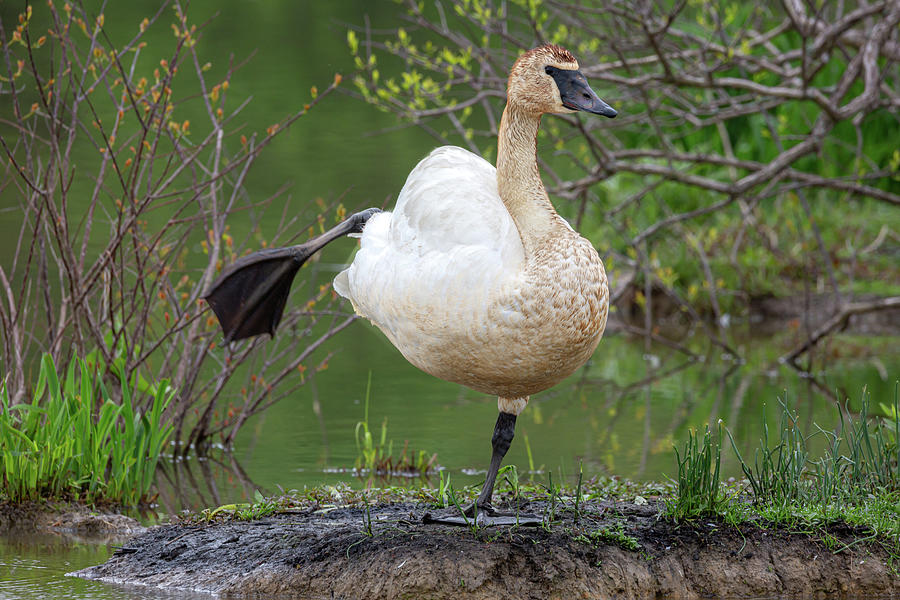 Balancing Trumpeter Swan Photograph by Dale Kincaid