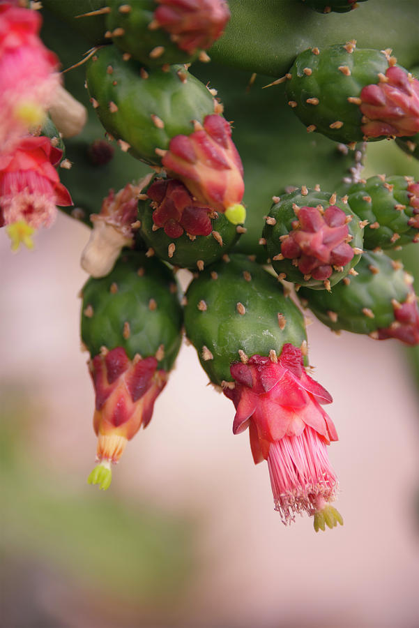 Balboa Park Desert Garden Cactus Photograph by William Dunigan