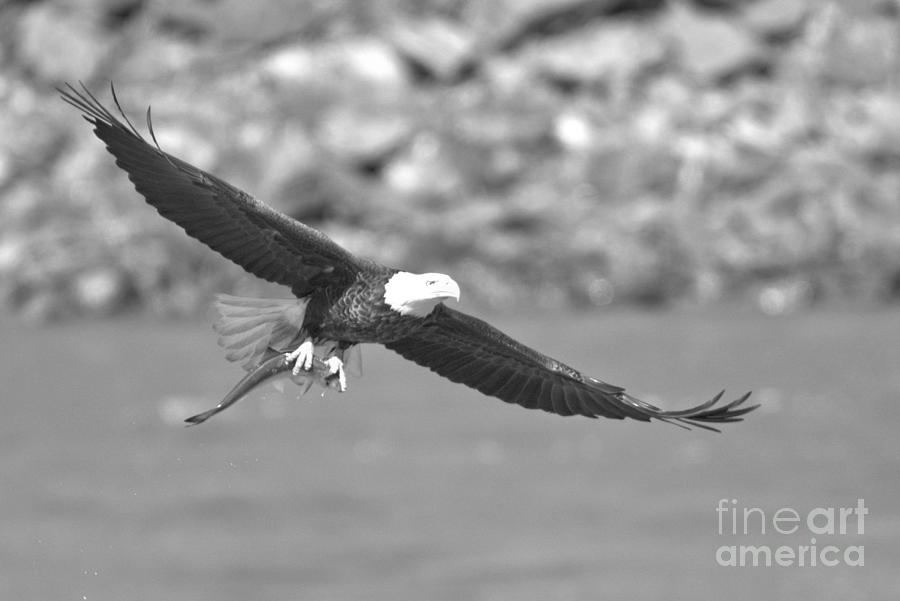 Balc Eagle Fishing Success Crop Black And White Photograph by Adam Jewell