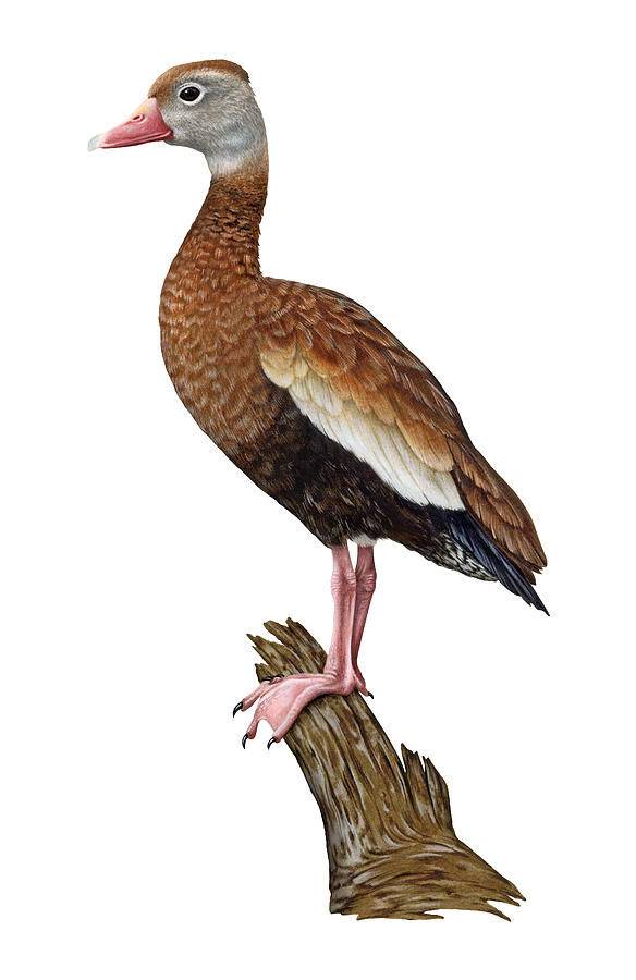 Black-bellied Whistling Duck Painting by Dawn Witherington