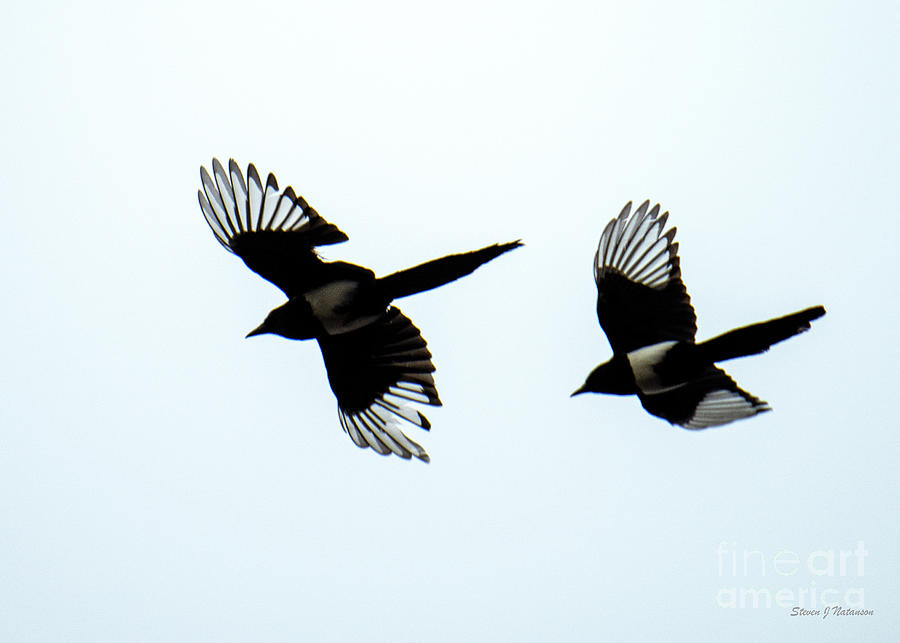 Black billed Magpie Formation Photograph by Steven Natanson