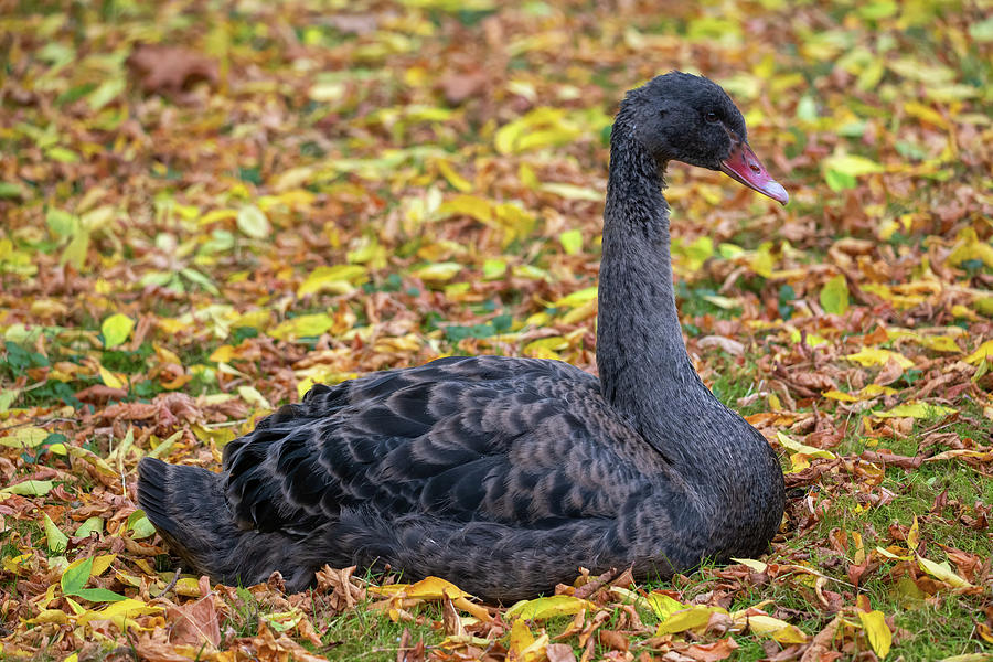 Balck Swan In Autumn Meadow Photograph by Artur Bogacki