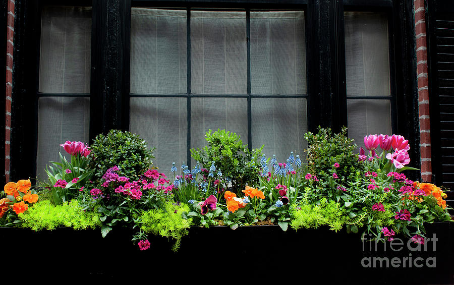 Boston Photograph - Balcony with Flowers by Ivete Basso Photography