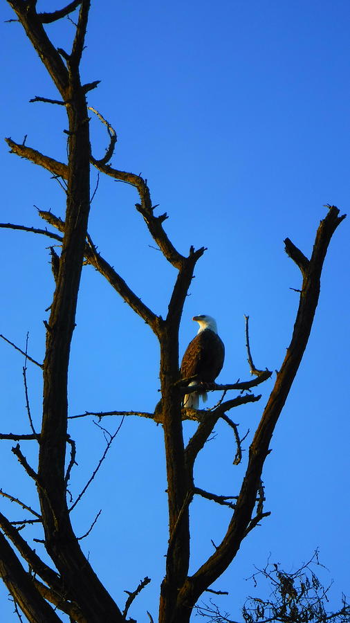 Blue Photograph - Bald And Beautifull by YHWHY Vance Blue Photograph - Bald And Beautifull by YHWHY Vance