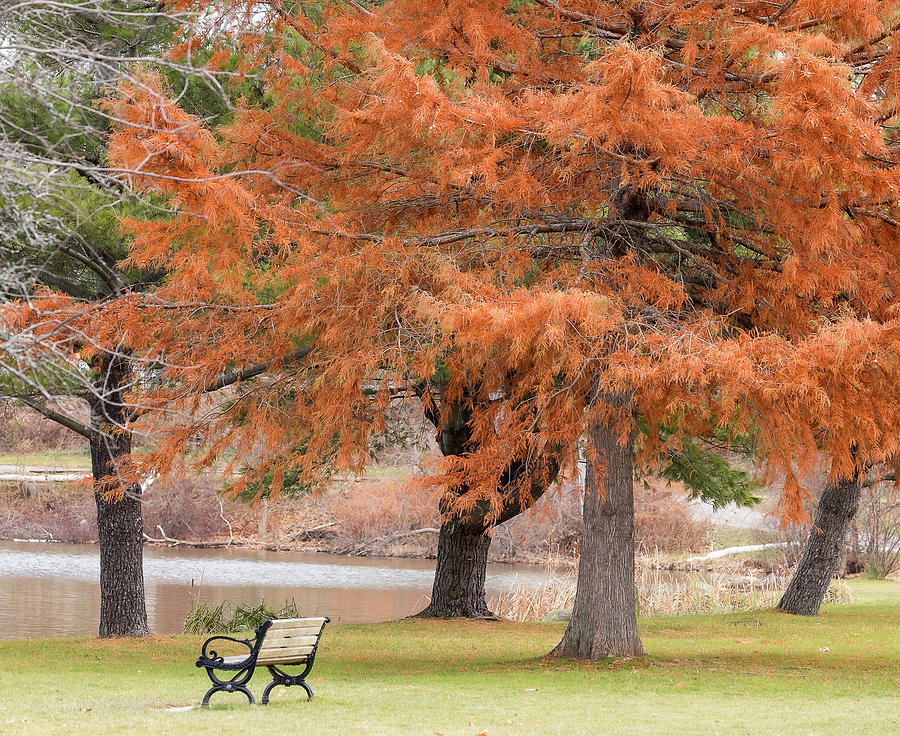 Bald Cypress and Bench  Photograph by Catherine Grassello