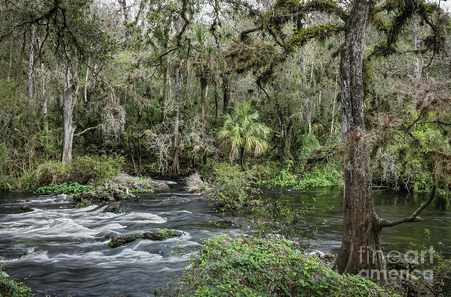 Bald Cypress and Whitewater on the Hillsborough River Photograph by John Arnaldi