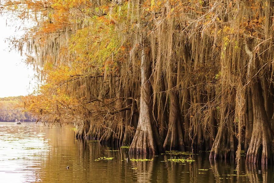 Bald cypress forest along a paddling trail in autumn - Caddo Lake Photograph by Ellie Teramoto