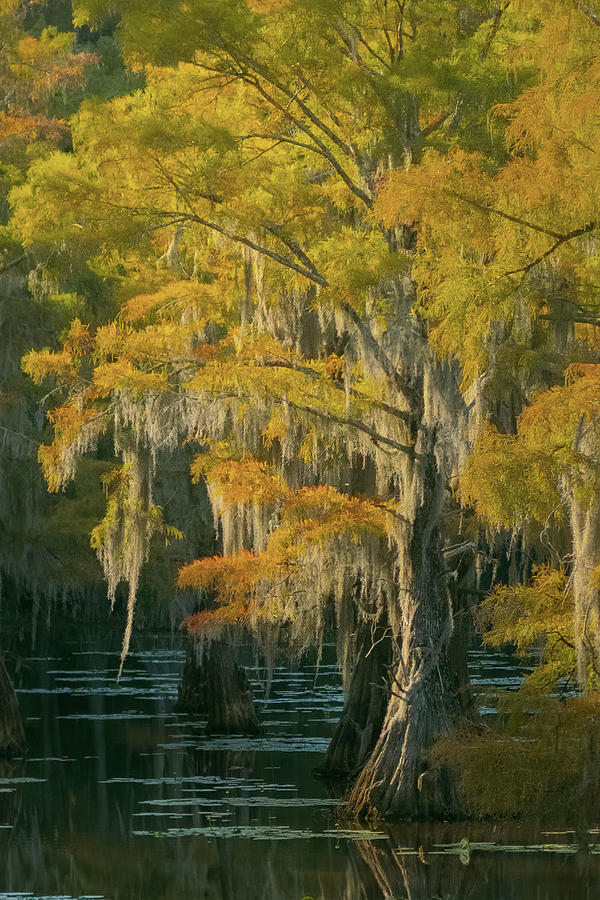 Bald Cypress Photograph by Kim Iglesia - Pixels