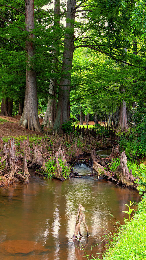 Bald Cypress Knees Photograph by Denise Harty - Fine Art America