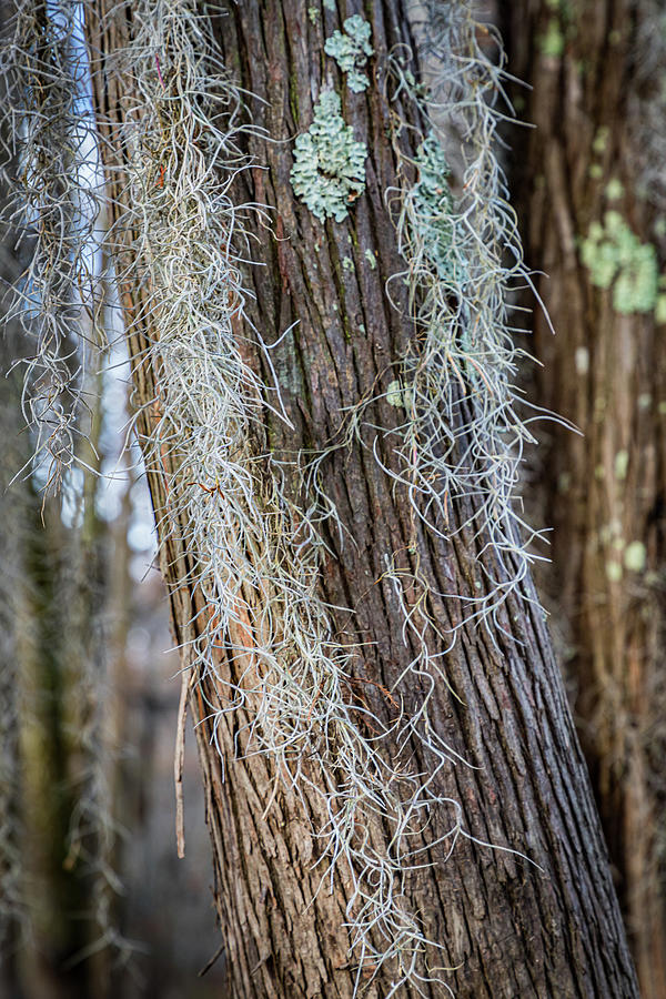 Bald Cypress Moss Photograph by Tim Stanley