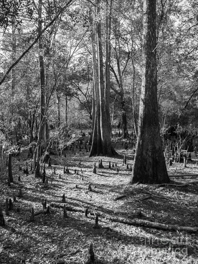 Bald Cypress on Dry Land in Black and White Photograph by L Bosco
