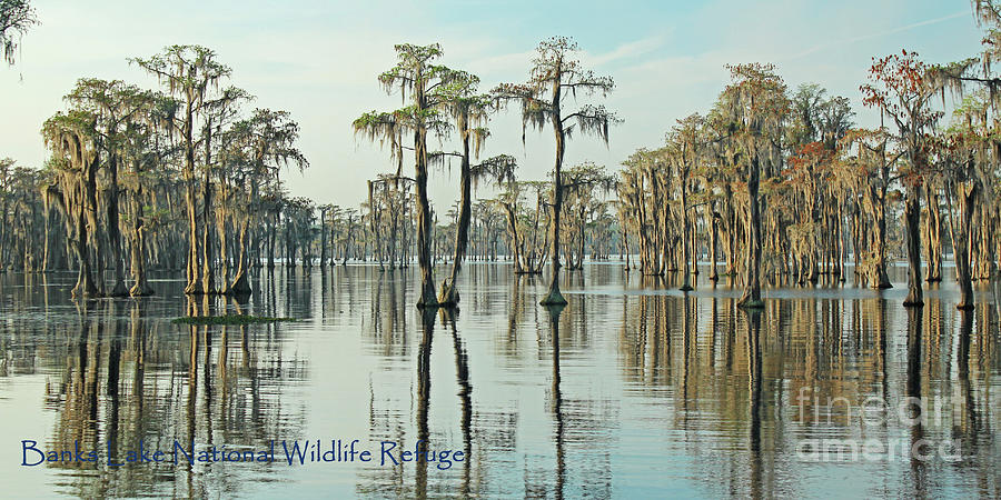 Bald Cypress Panorama with Banks Lake NWR label Photograph by Maili ...