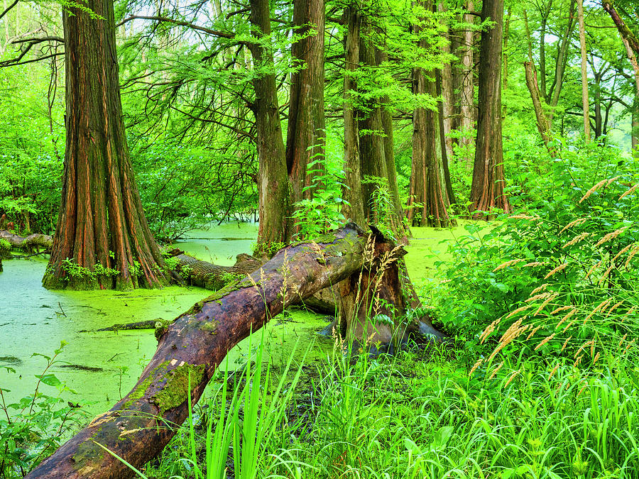Bald Cypress Swamp Photograph by Todd Bannor