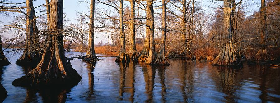 Bald Cypress (Taxodium distichum) Trees in Water Photograph by Robert C Nunnington