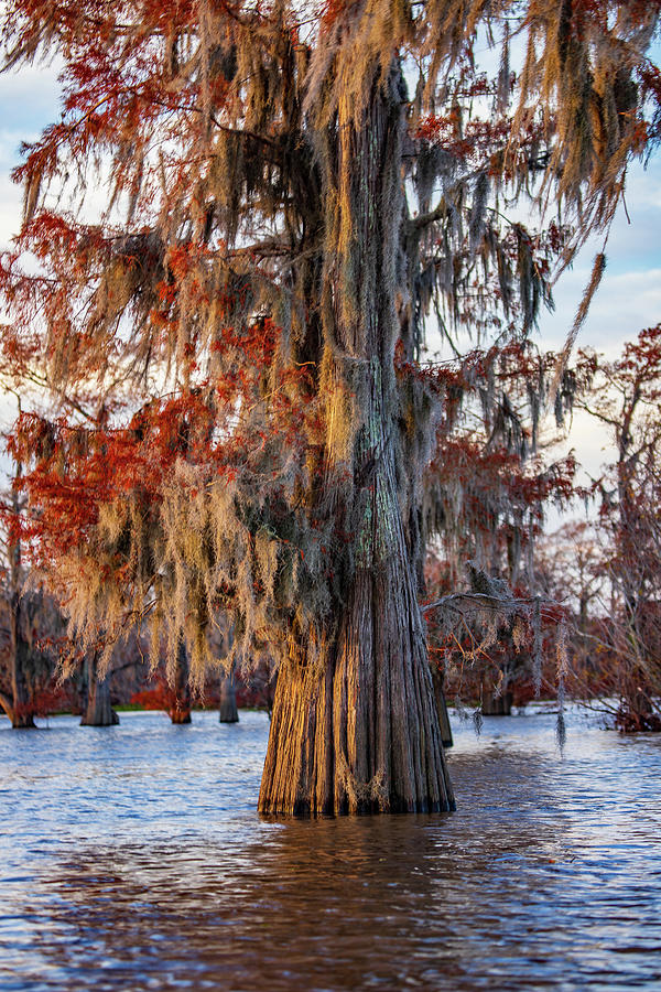 Bald Cypress Photograph by Tim Stanley