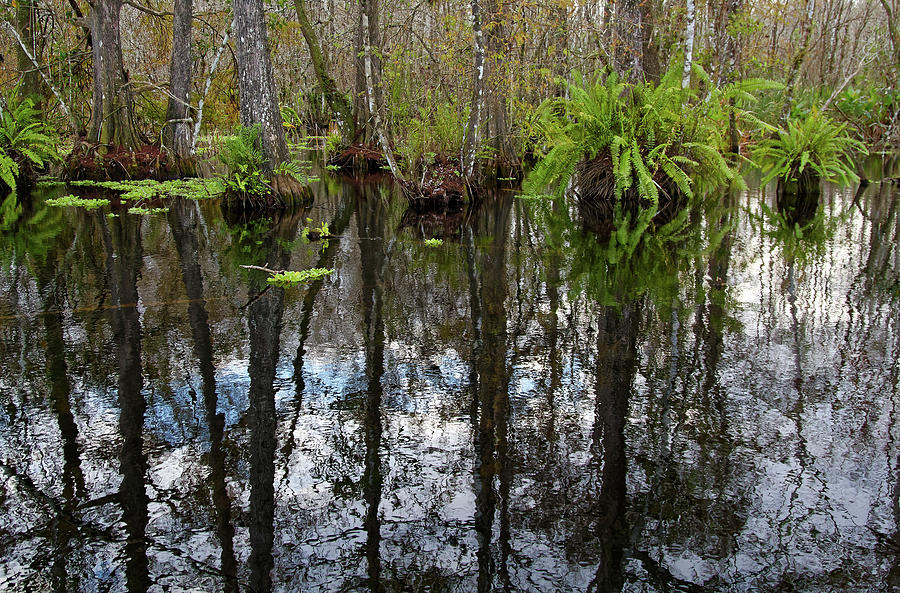 Bald Cypress Tree Reflections Photograph by Sally Weigand
