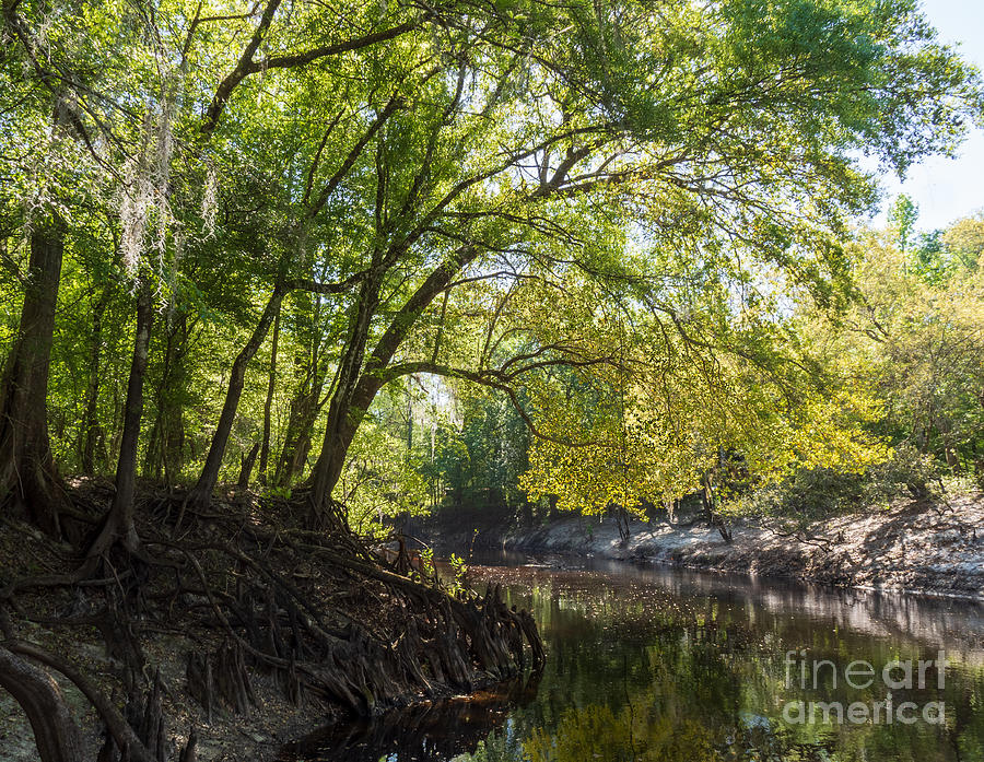 Bald Cypress Trees Along the Withlacoochee River  Photograph by L Bosco