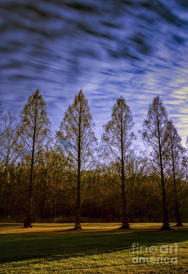 Bald cypress trees Pyrography by Joseph Miko
