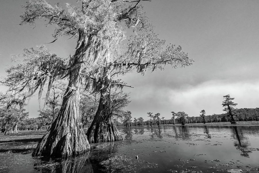 Bald cypress trees on a paddling trail - black and white - Caddo Photograph by Ellie Teramoto