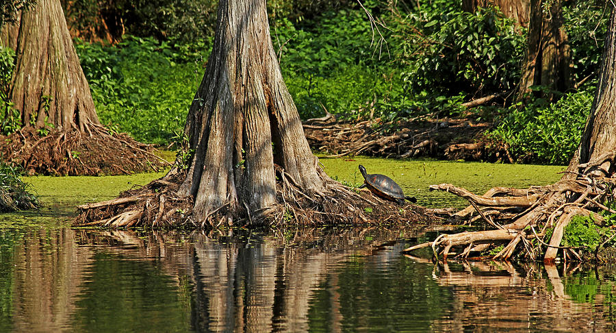 Bald Cypress Trees (Taxodium distichum ) and Florida Red-bellied Turtle in Jupiter, Florida Photograph by Zen Rial