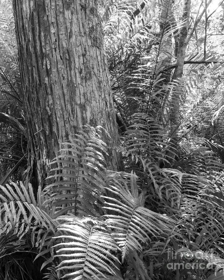 Bald Cypress Vertical Black and White 2 Photograph by L Bosco