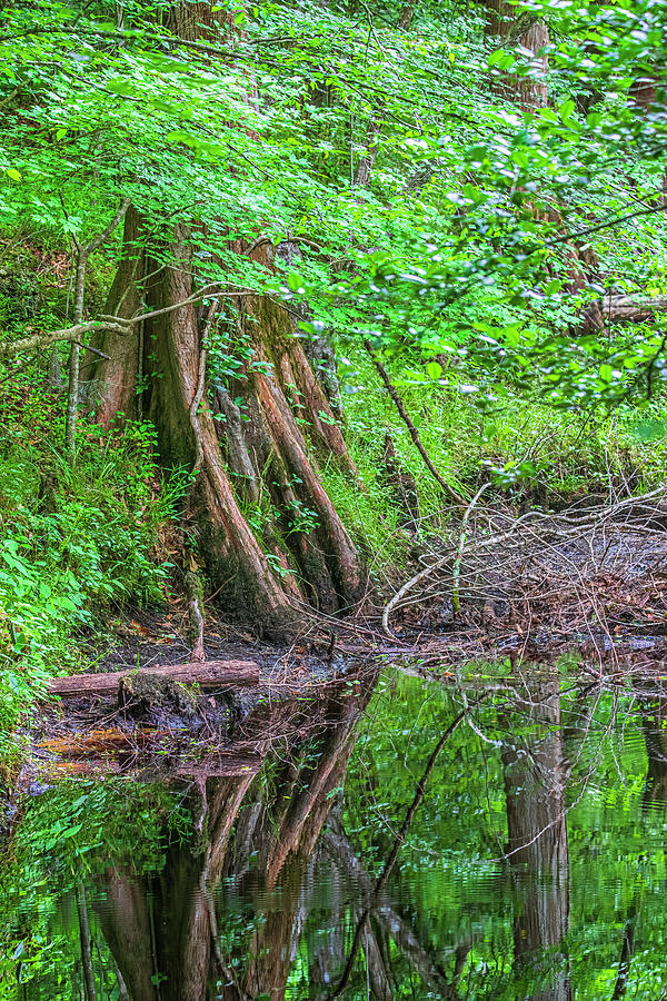 Bald Cypress With Reflection Along Island Creek Photograph by Bob Decker