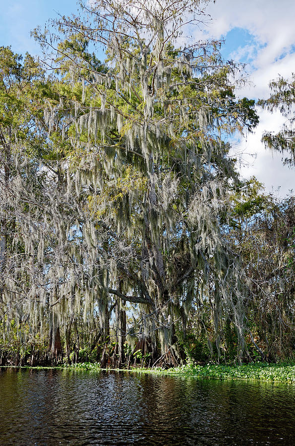 Bald Cypress With Spanish Moss Photograph by Sally Weigand