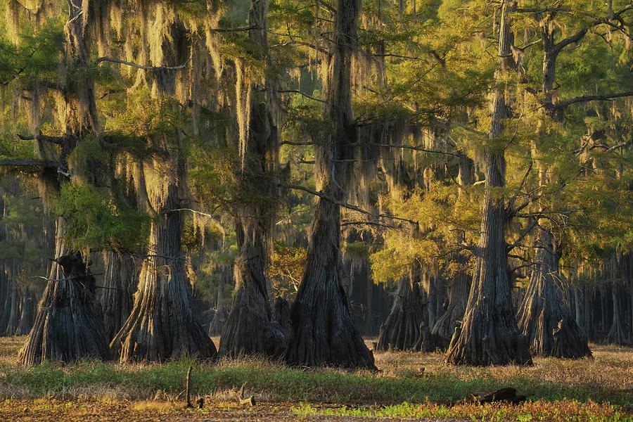 Bald cypresses Photograph by Martin Podt - Fine Art America