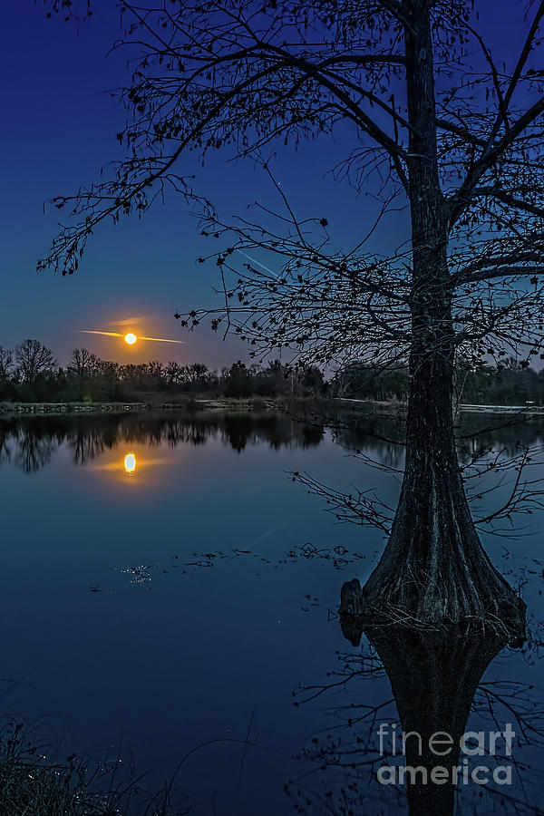 Bald Cyprus Tree Under Moon Light Photograph by Tom Watkins PVminer pixs