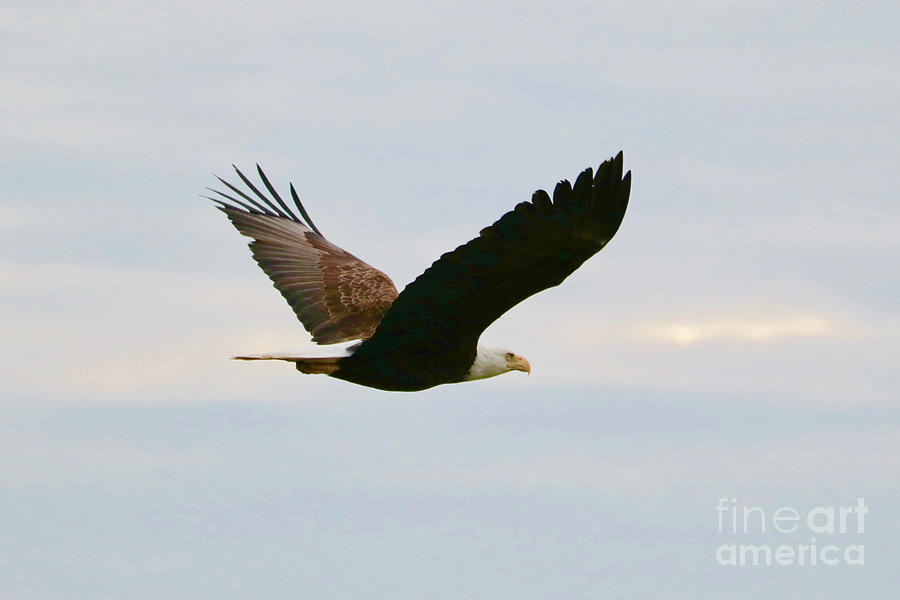 Bald Eagle Flying with Light Blue Sky Photograph by Carol Groenen