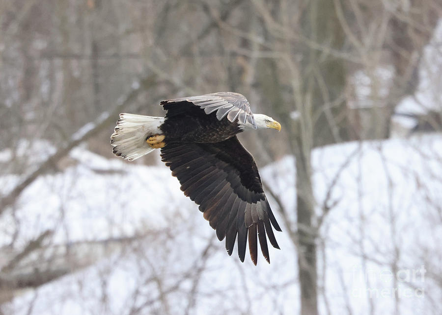 Bald Eagle #1 Photograph by Paula Guttilla