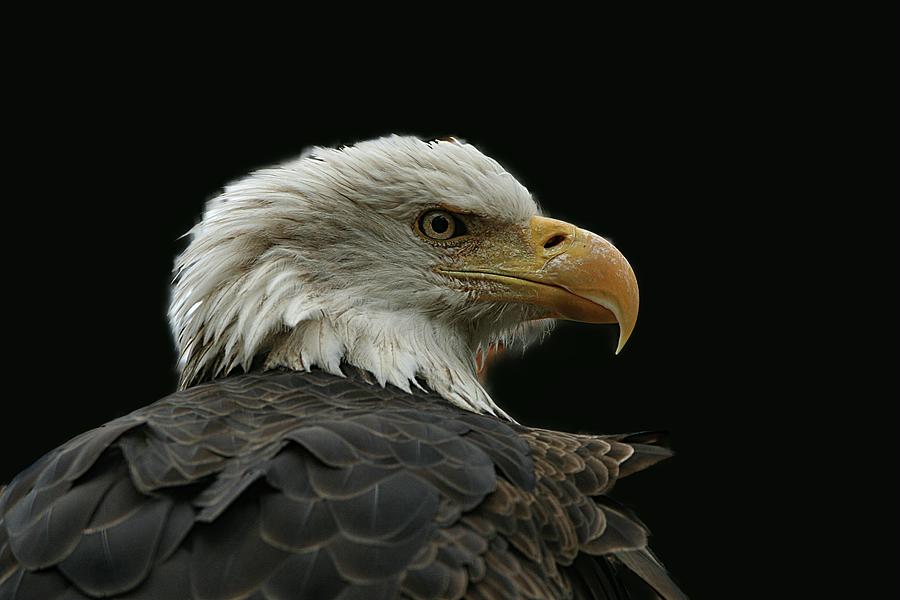 Bald Eagle 1 Photograph
