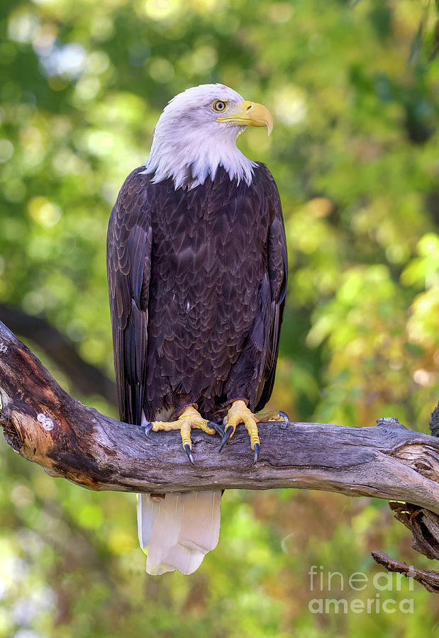 Bald Eagle #1 Photograph by Shirley Dutchkowski