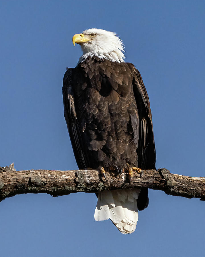 Bald Eagle 1 Photograph by William Krumpelman - Fine Art America