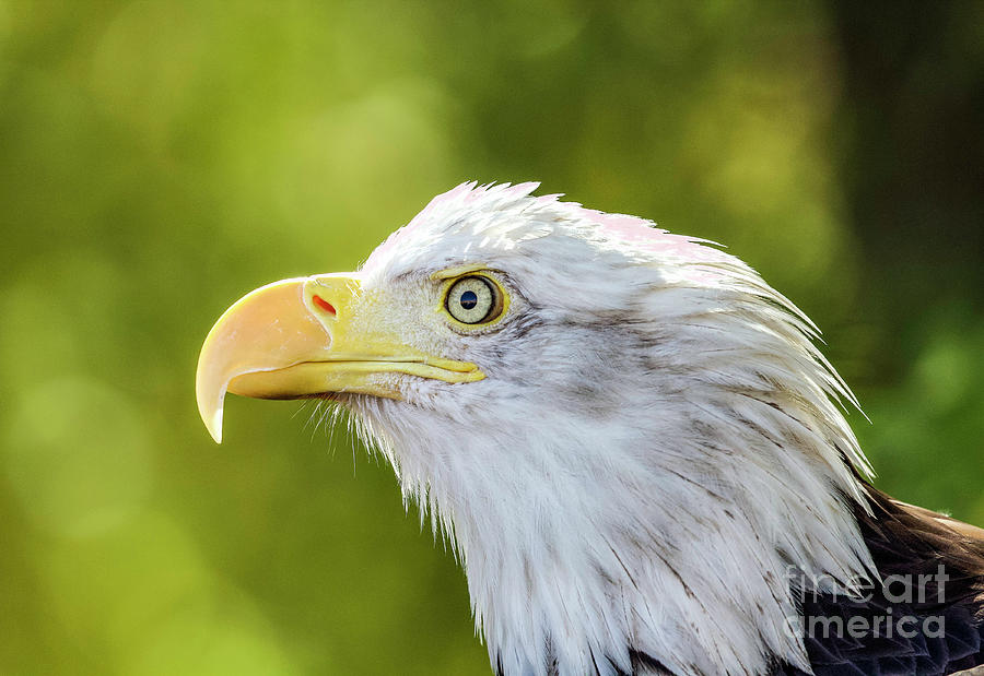Bald Eagle #10 Photograph by Shirley Dutchkowski