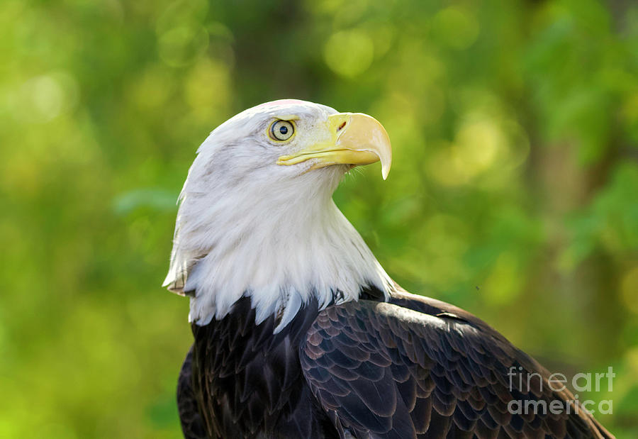 Bald Eagle #11 Photograph by Shirley Dutchkowski
