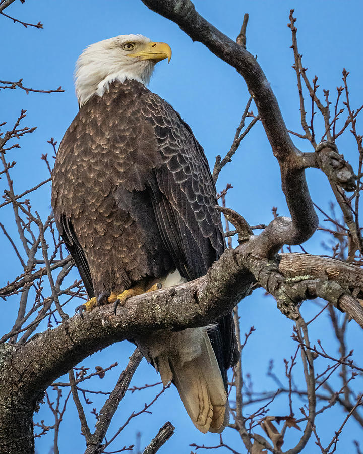 Bald Eagle 15 Photograph by William Krumpelman - Fine Art America