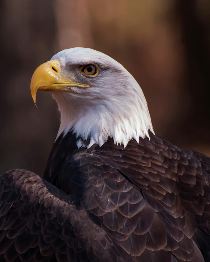 Bald Eagle 2 Photograph by Flees Photos