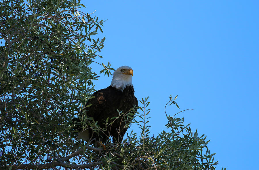Bald Eagle 2 Photograph by Dawn Richards