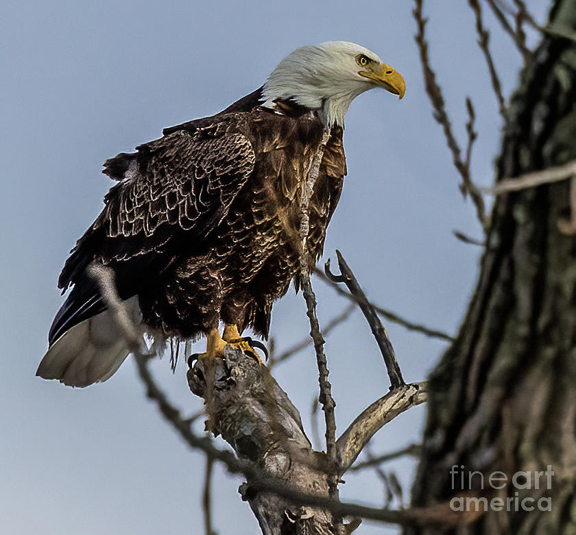 Bald Eagle 2 Photograph by Jim Gillen