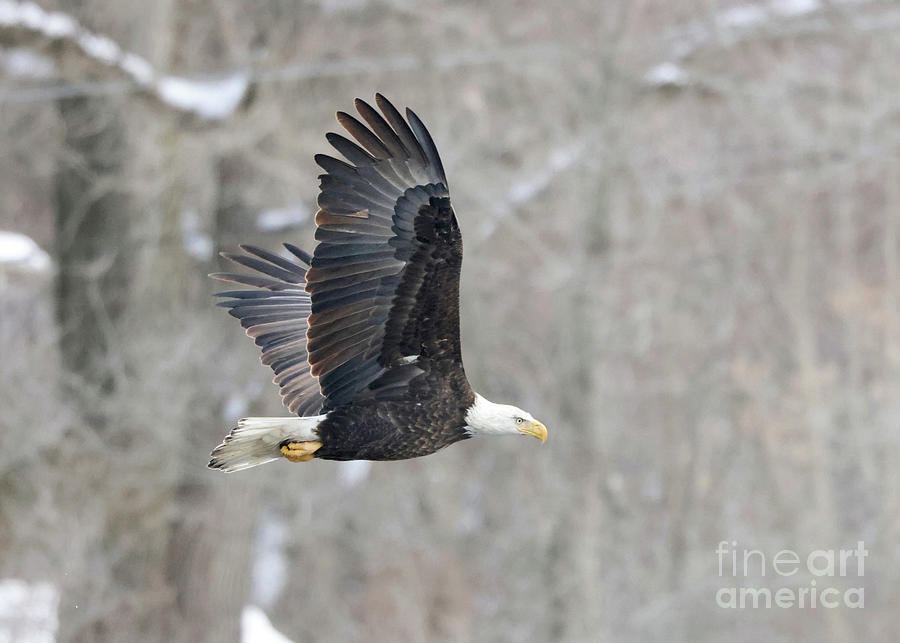 Bald Eagle #2 Photograph by Paula Guttilla