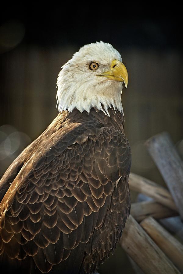 Bald Eagle 2 Photograph by Steve DaPonte