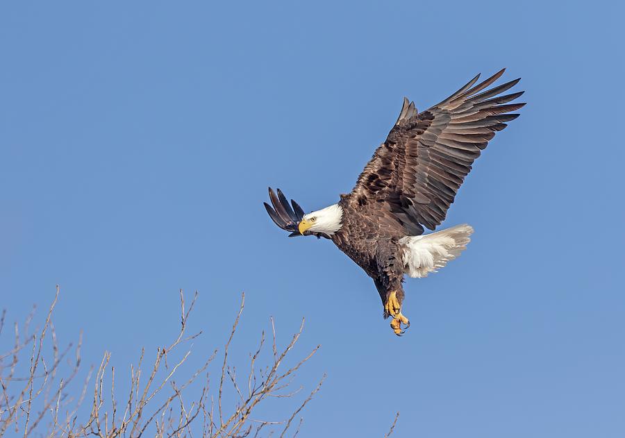 Bald Eagle 2019-16 Photograph by Thomas Young