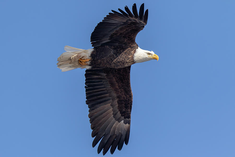 Bald Eagle 2019-17 Photograph by Thomas Young