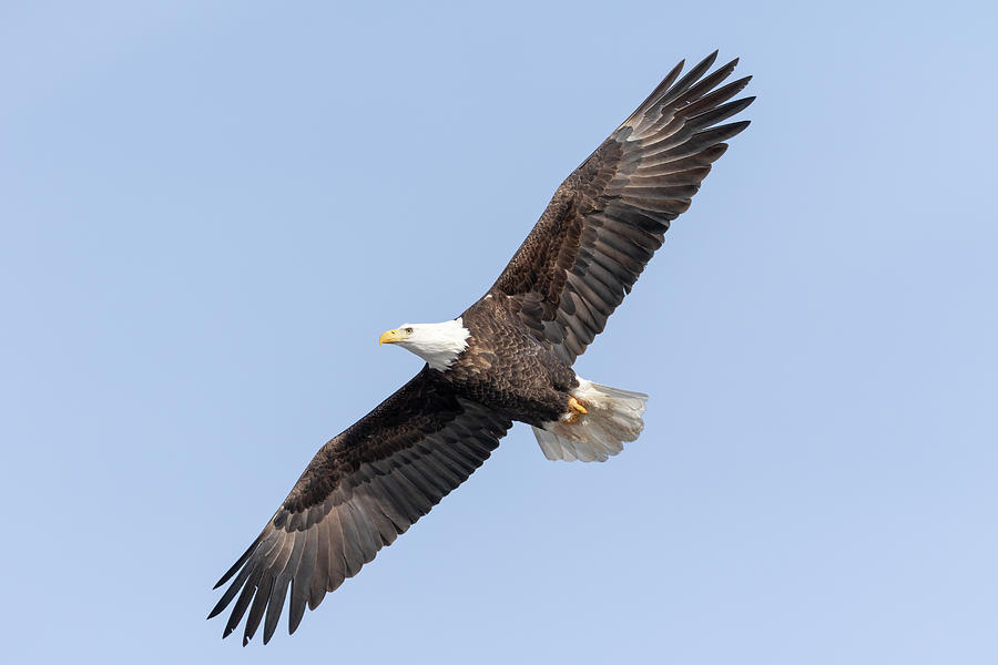 Bald Eagle 2019-18 Photograph by Thomas Young